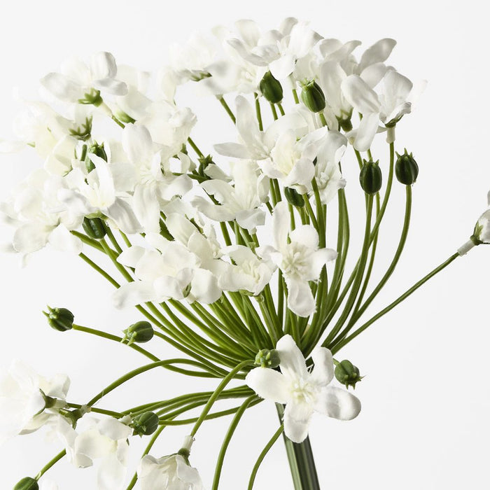 Agapanthus White 75cm Pack of 12
