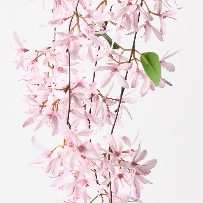 Jasmine Hanging Bush Pink Mauve 84cm Pack of 6