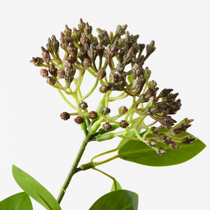 Seed Cluster Spray Brown Green 80cm Pack of 12