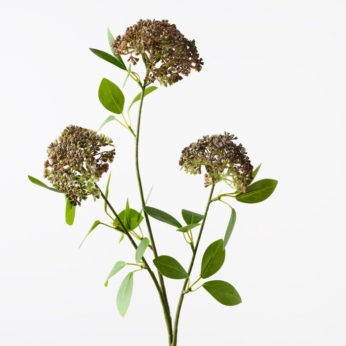 Angelica Spray Brown Green 80cm Pack of 12