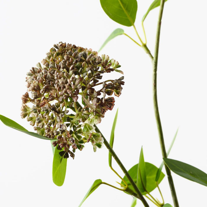 Angelica Spray Brown Green 80cm Pack of 12