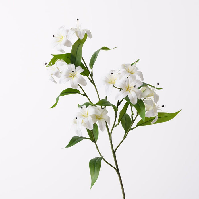 Lily Asiatic Spray White 77cm Pack of 12