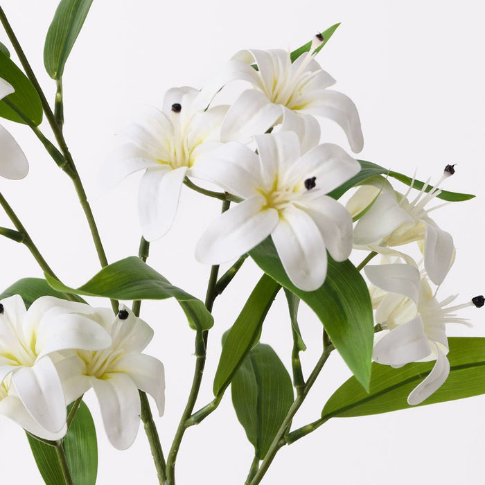 Lily Asiatic Spray White 77cm Pack of 12