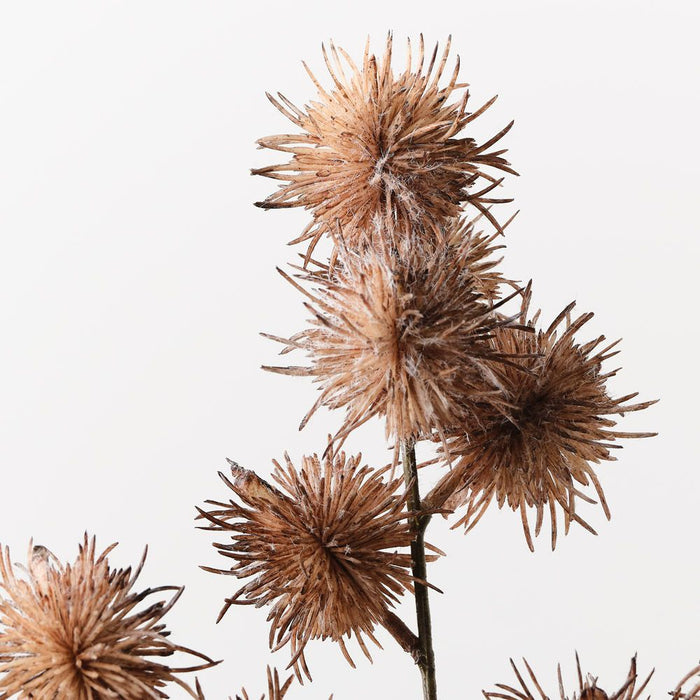 Thistle Globe Spray Coffee 68cm Pack of 12