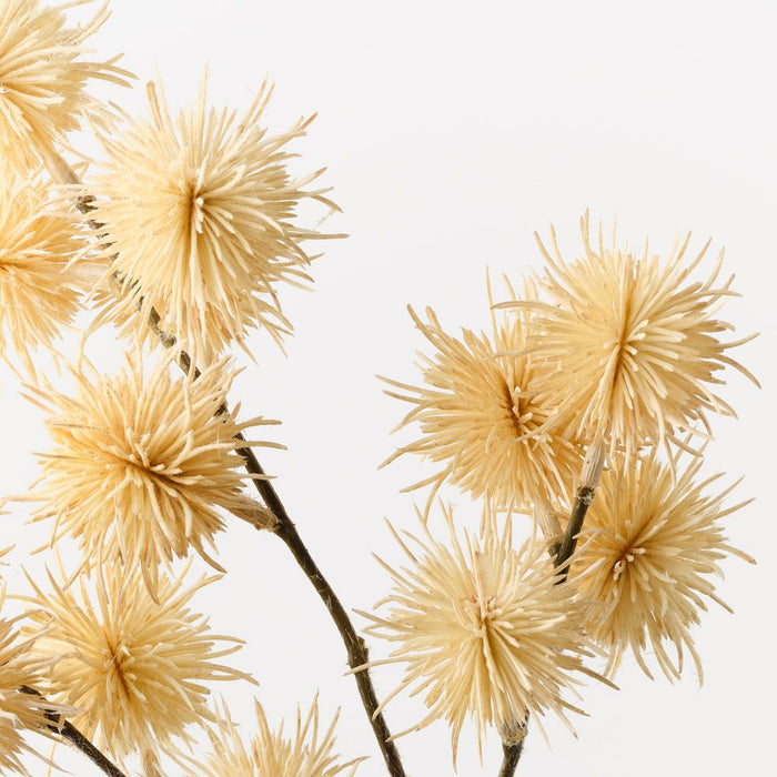 Thistle Globe Spray Cream 68cm Pack of 12