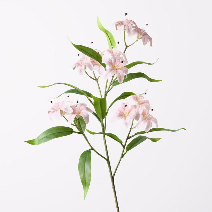 Lily Asiatic Spray Light Pink 77cm Pack of 12