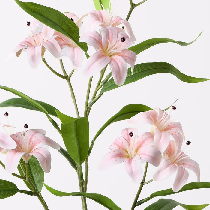 Lily Asiatic Spray Light Pink 77cm Pack of 12