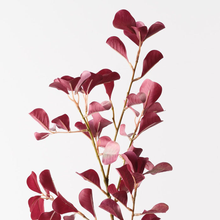Ficus Triangle Spray Burgundy 116cm Pack of 12