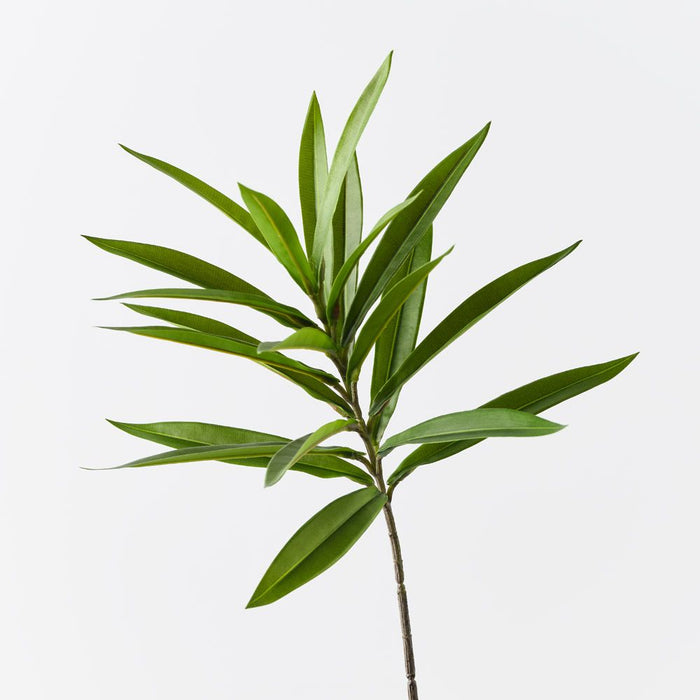 Dracaena Leaf Green 68cm Pack of 12