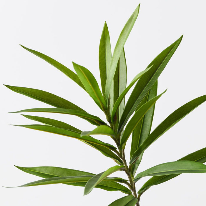 Dracaena Leaf Green 68cm Pack of 12