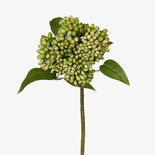 Kalanchoe Buds Green 43cm - Pack of 12