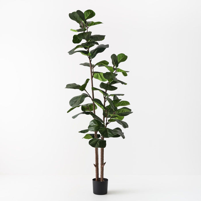 Fiddle Leaf Tree Green 185cm Pack of 2