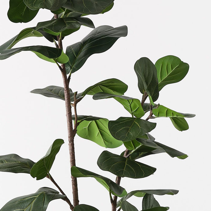 Fiddle Leaf Tree Green 185cm Pack of 2