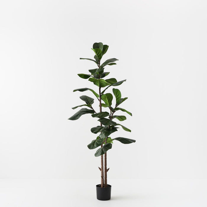 Fiddle Leaf Tree Green 145cm Pack of 2