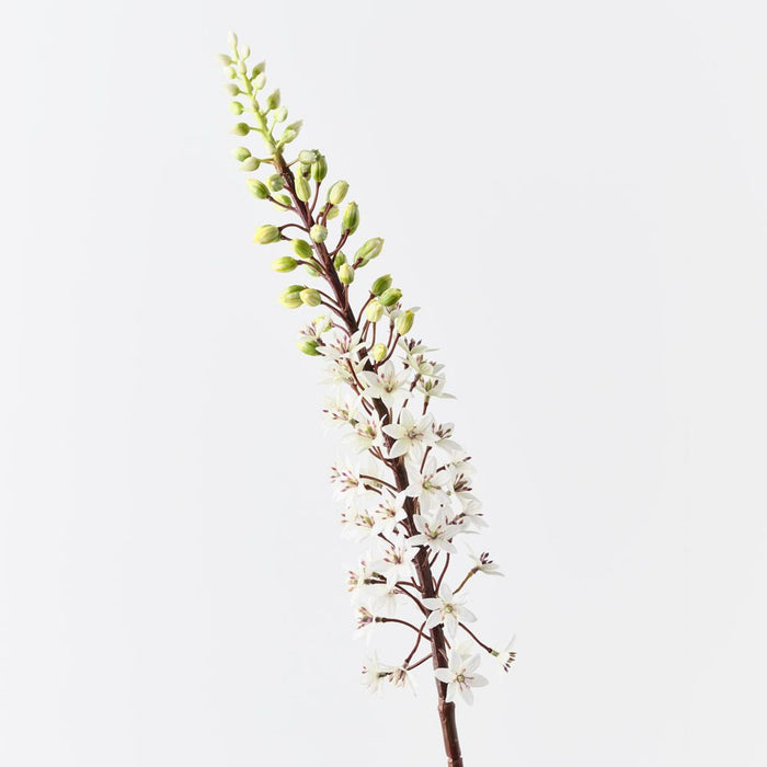 Lily Pineapple White Green 90cm Pack of 6