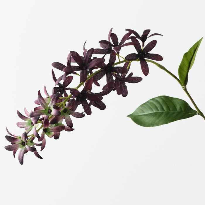 Petrea Queen Spray Dark Purple 120cm Pack of 6