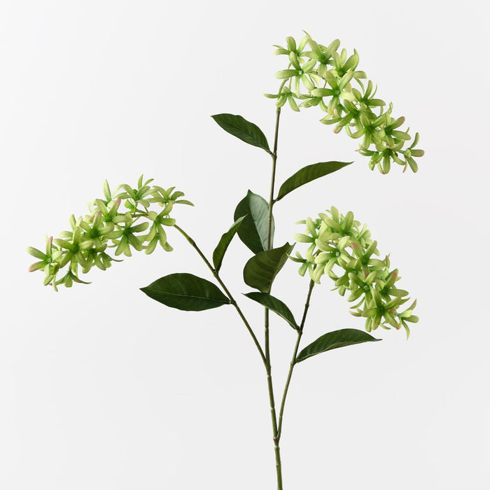 Petrea Queen Spray Green 120cm Pack of 6