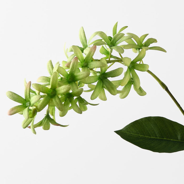 Petrea Queen Spray Green 120cm Pack of 6