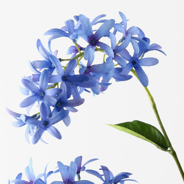 Petrea Queen Spray Royal Blue 120cm Pack of 6