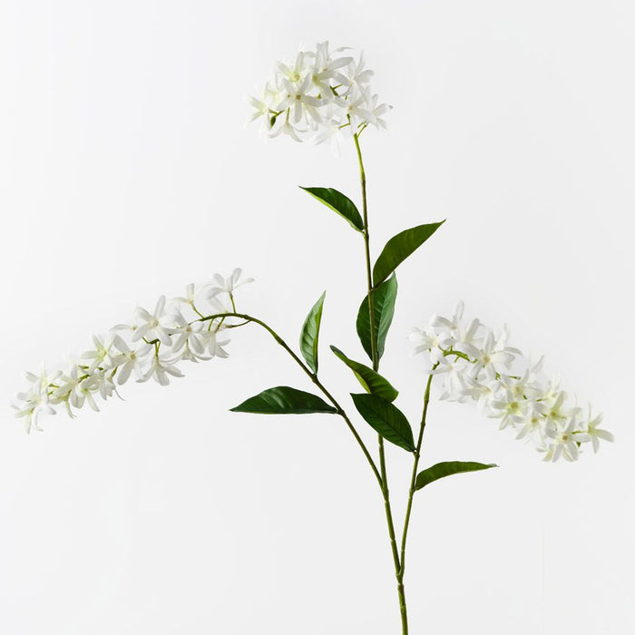 Petrea Queen Spray White 120cm Pack of 6