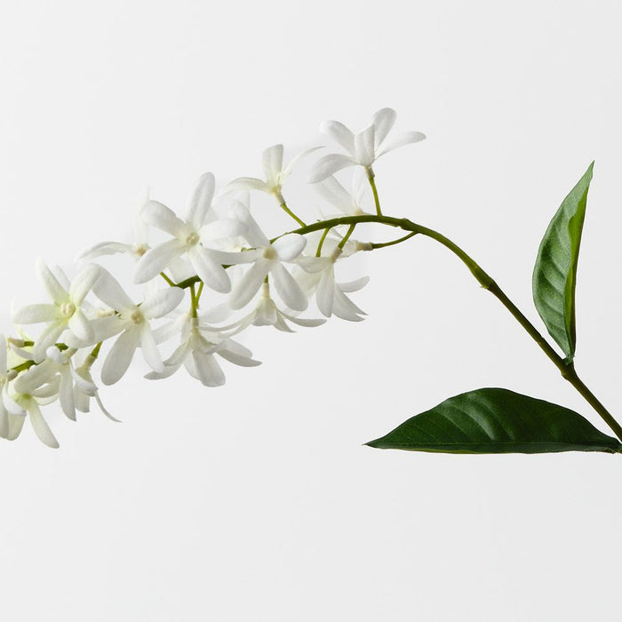 Petrea Queen Spray White 120cm Pack of 6