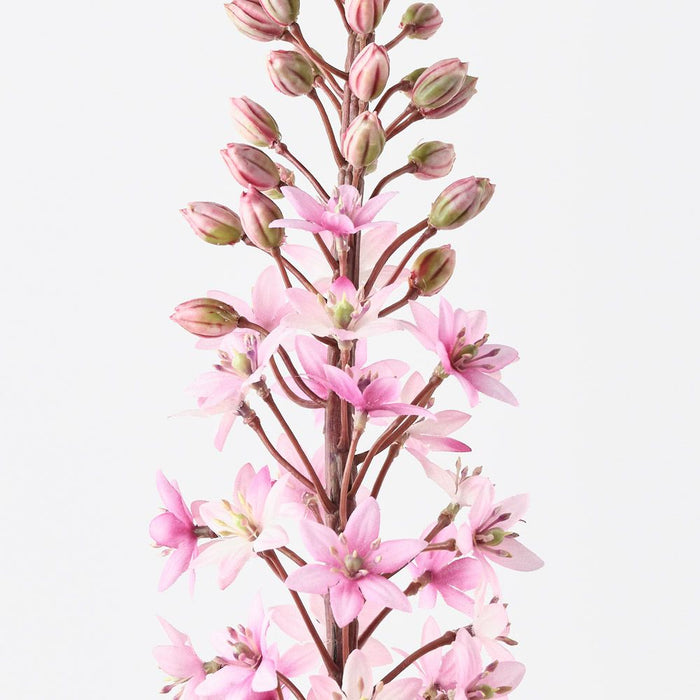 Lily Pineapple Pink 90cm Pack of 6