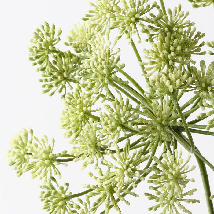 Dill Seed Spray Green 73cm Pack of 12