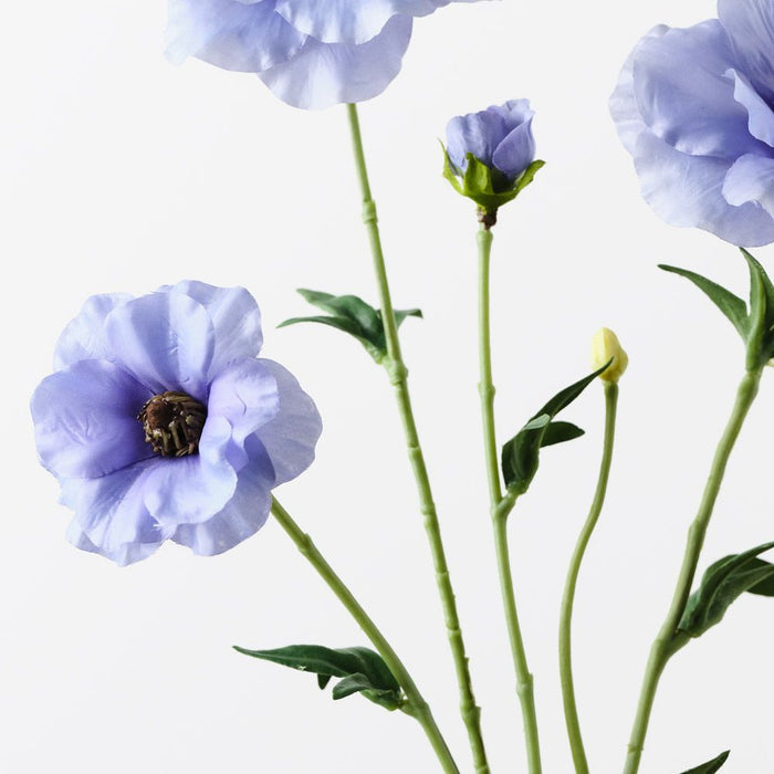 Ranunculus Japanese Spray French Blue 55cm Pack of 12