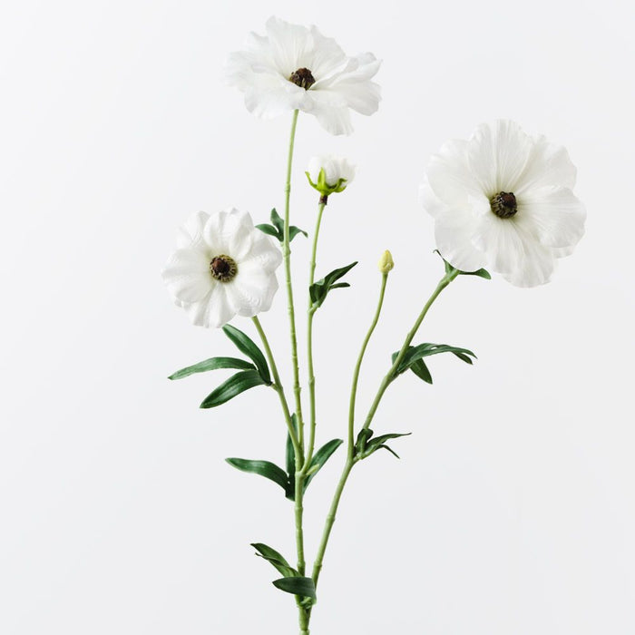 Ranunculus Japanese Spray White 55cm Pack of 12