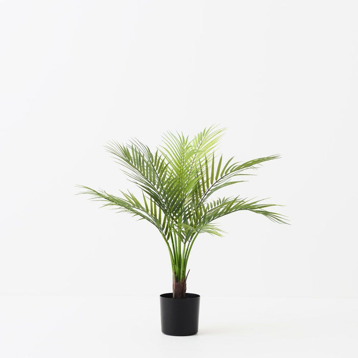 Palm Areca Green 61cm Pack of 2
