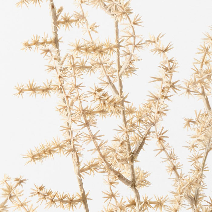 Wild Asparagus Fern Bush Ivory 40cm Pack of 12