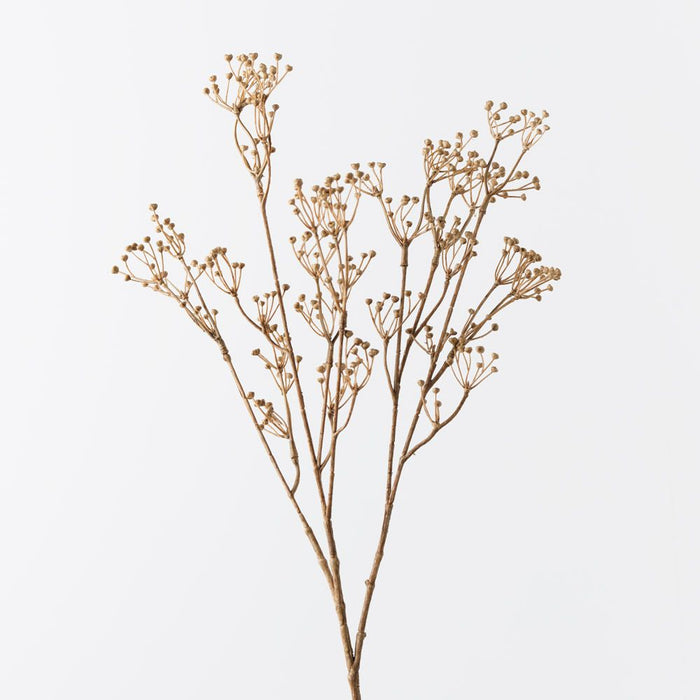 Talinum Seed Spray Coffee 78cm Pack of 12