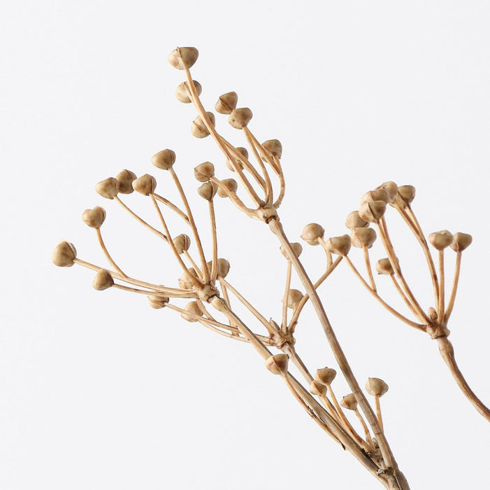 Talinum Seed Spray Coffee 78cm Pack of 12