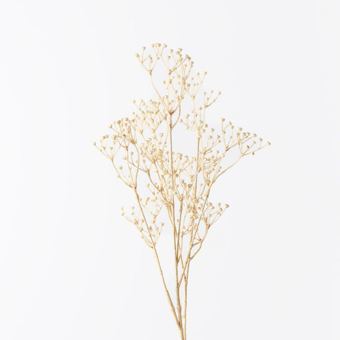 Talinum Seed Spray Ivory 78cm Pack of 12