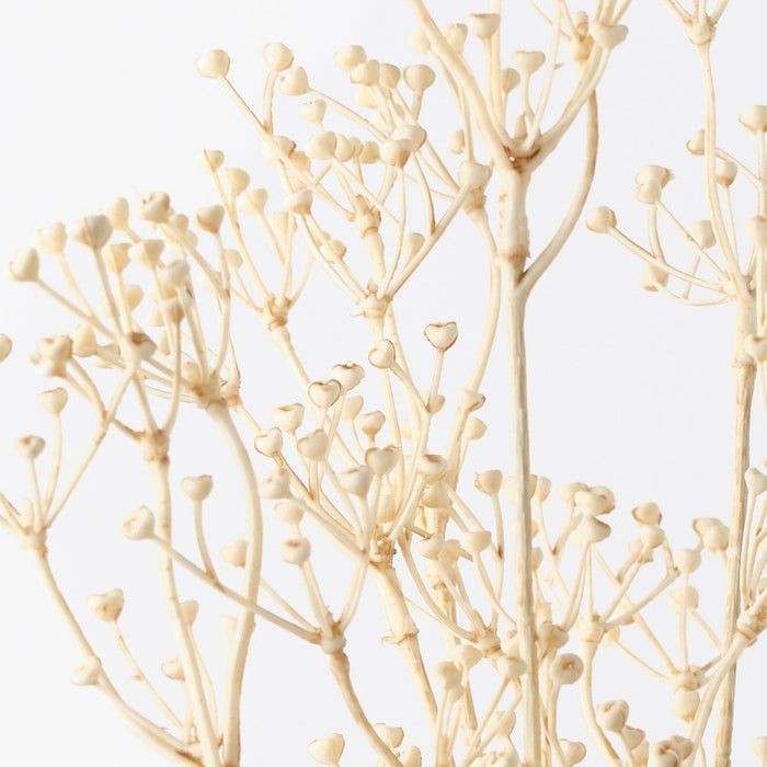 Talinum Seed Spray Ivory 78cm Pack of 12