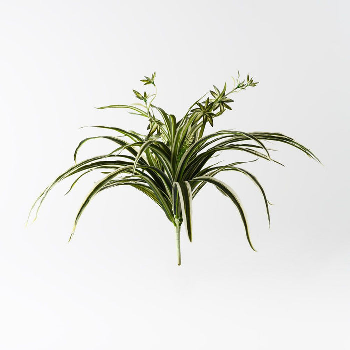 Spider Plant Bush Green White 60cm Pack of 6