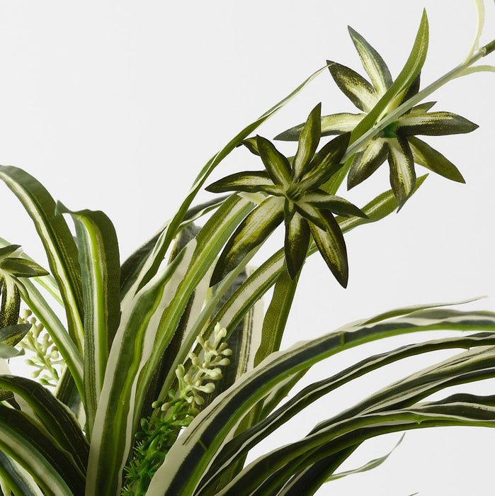Spider Plant Bush Green White 60cm Pack of 6