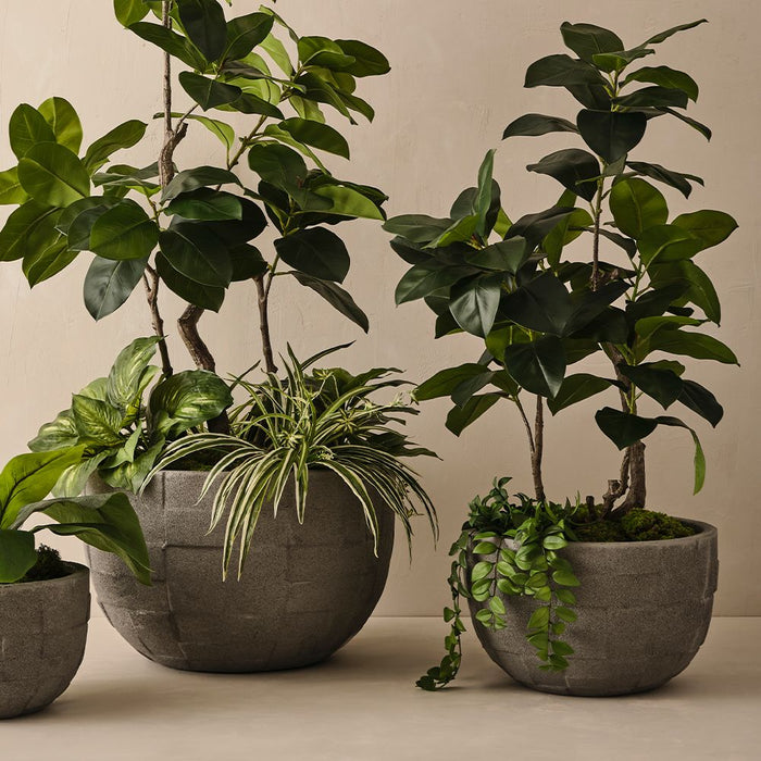 Spider Plant Bush Green White 60cm Pack of 6