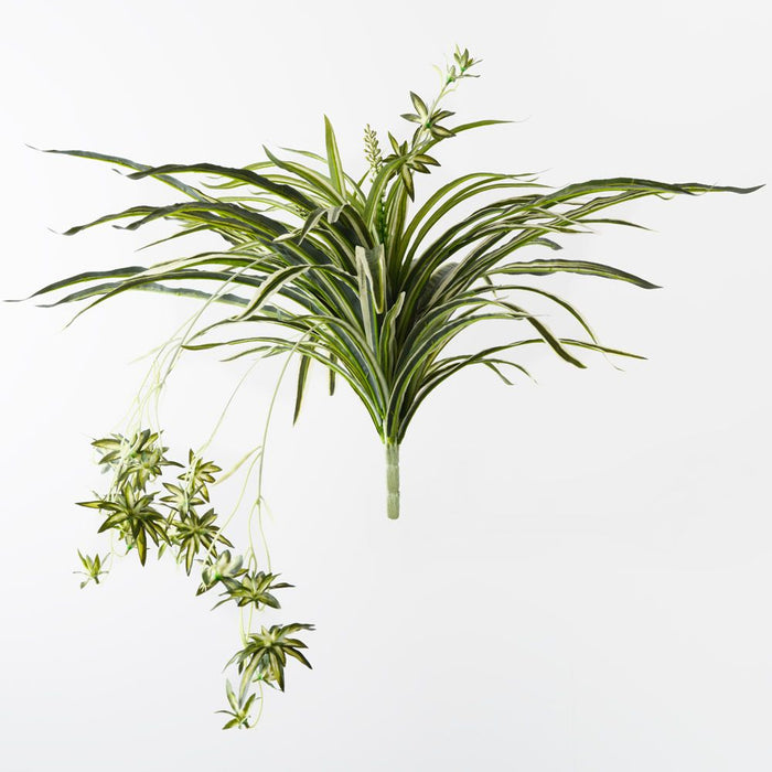 Spider Plant Bush Green White 90cm Pack of 6