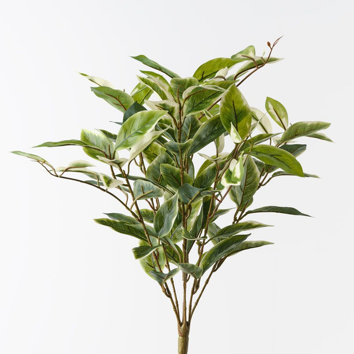 Hoya Bush Green White 49cm Pack of 6