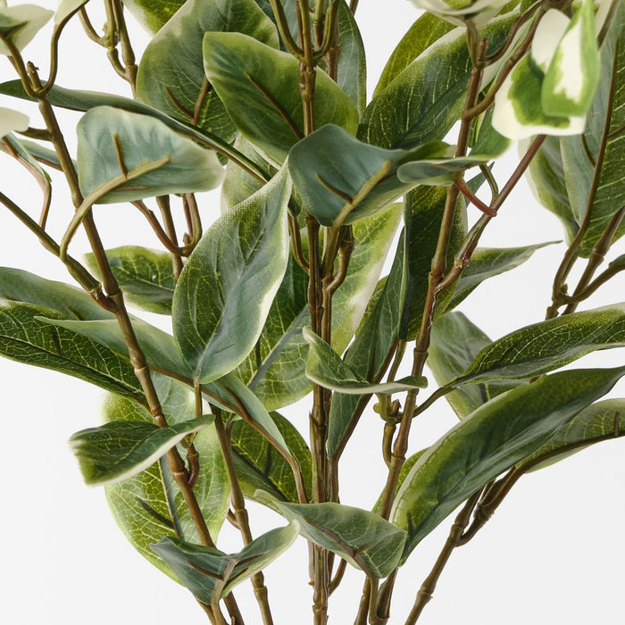 Hoya Bush Green White 49cm Pack of 6