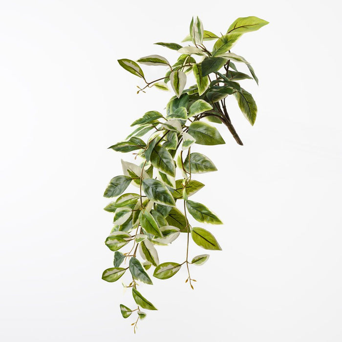 Hoya Hanging Bush Green White 65cm Pack of 6