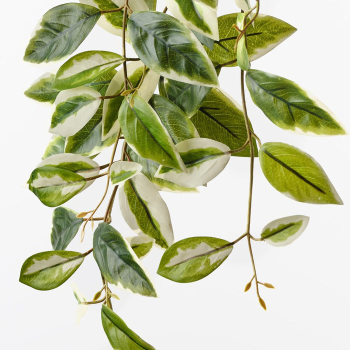 Hoya Hanging Bush Green White 65cm Pack of 6