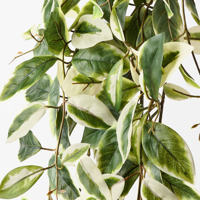 Hoya Hanging Bush Green White 75cm Pack of 6