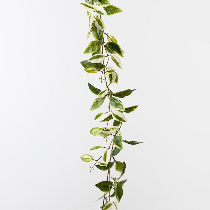 Hoya Garland Green White 180cm Pack of 6