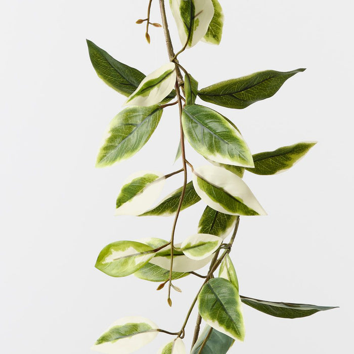 Hoya Garland Green White 180cm Pack of 6