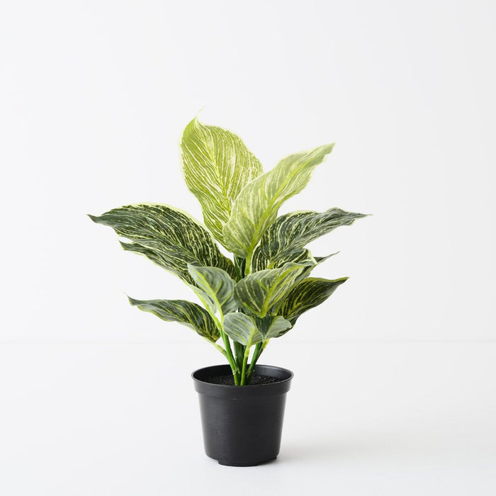 dieffenbachia australia Artificial Dieffenbachia Plant Variegated 35cm — Flora Designs Australia