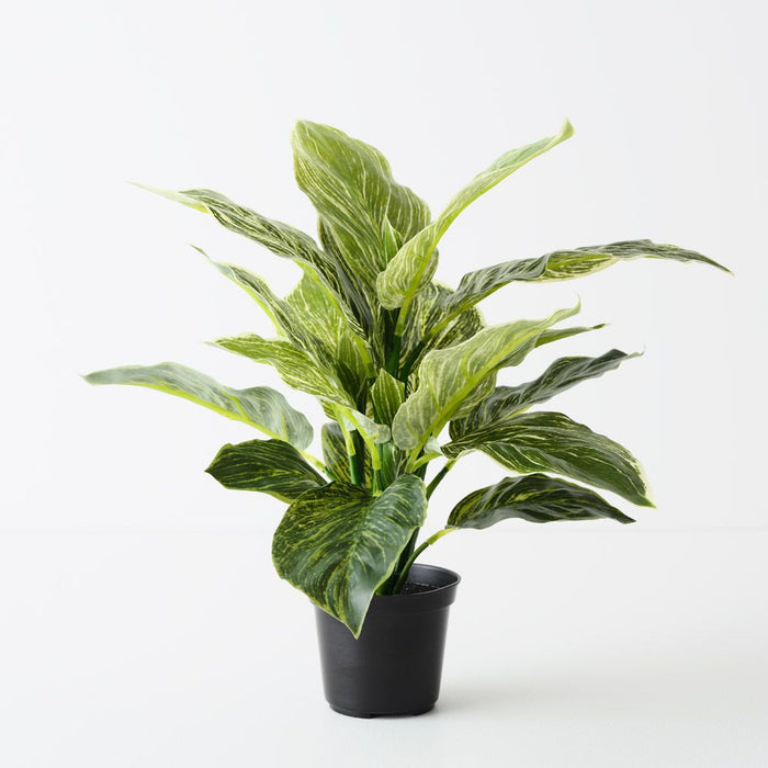 Dieffenbachia Plant Variegated 43cm Pack of 4