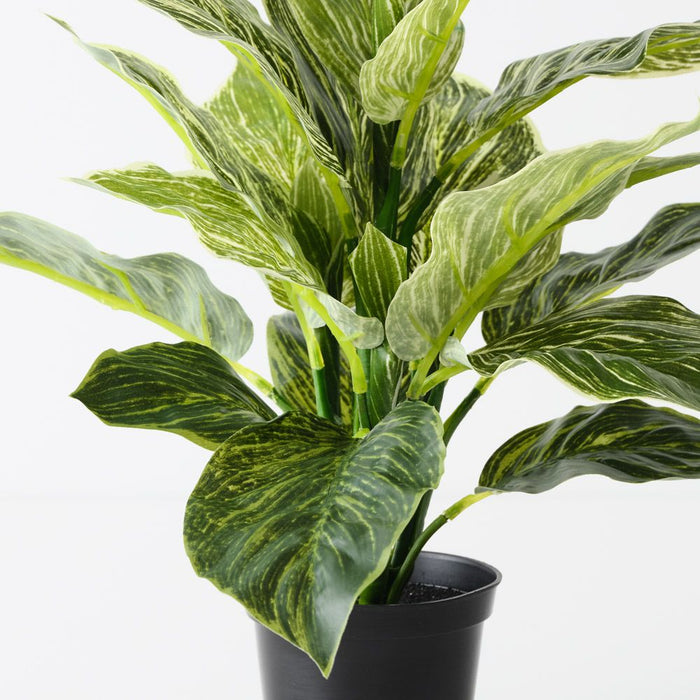 dieffenbachia australia Artificial Dieffenbachia Plant Variegated 43cm — Flora Designs Australia