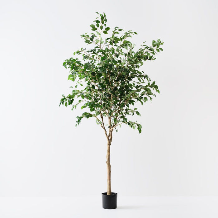 Ficus Tree Green 230cm